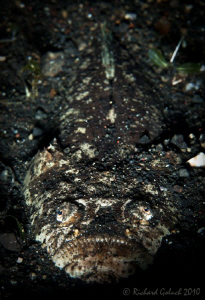 "Waiting for supper"-Stargazer found in  Lembeh by Richard Goluch 
